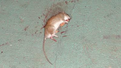 outdoor dining rats nyc